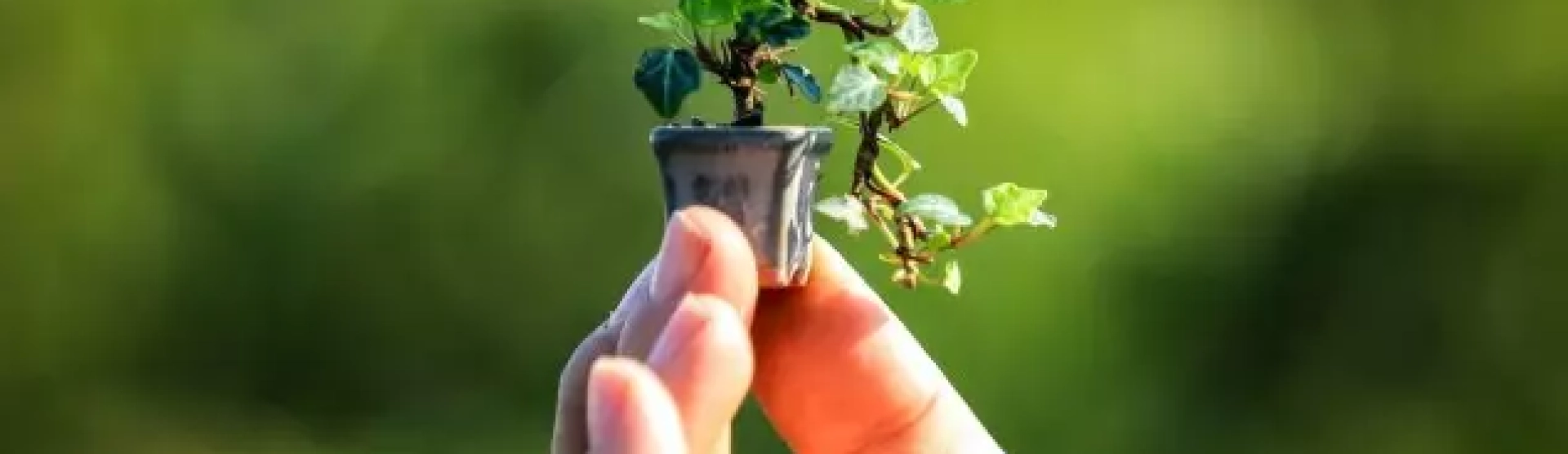 Crise de Coerência Social